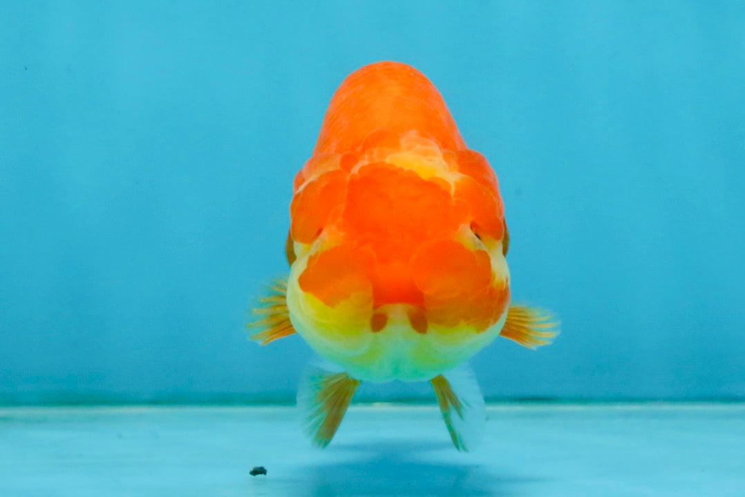 Red White Lionchu Female 4-4.5  inches #121225LC_12