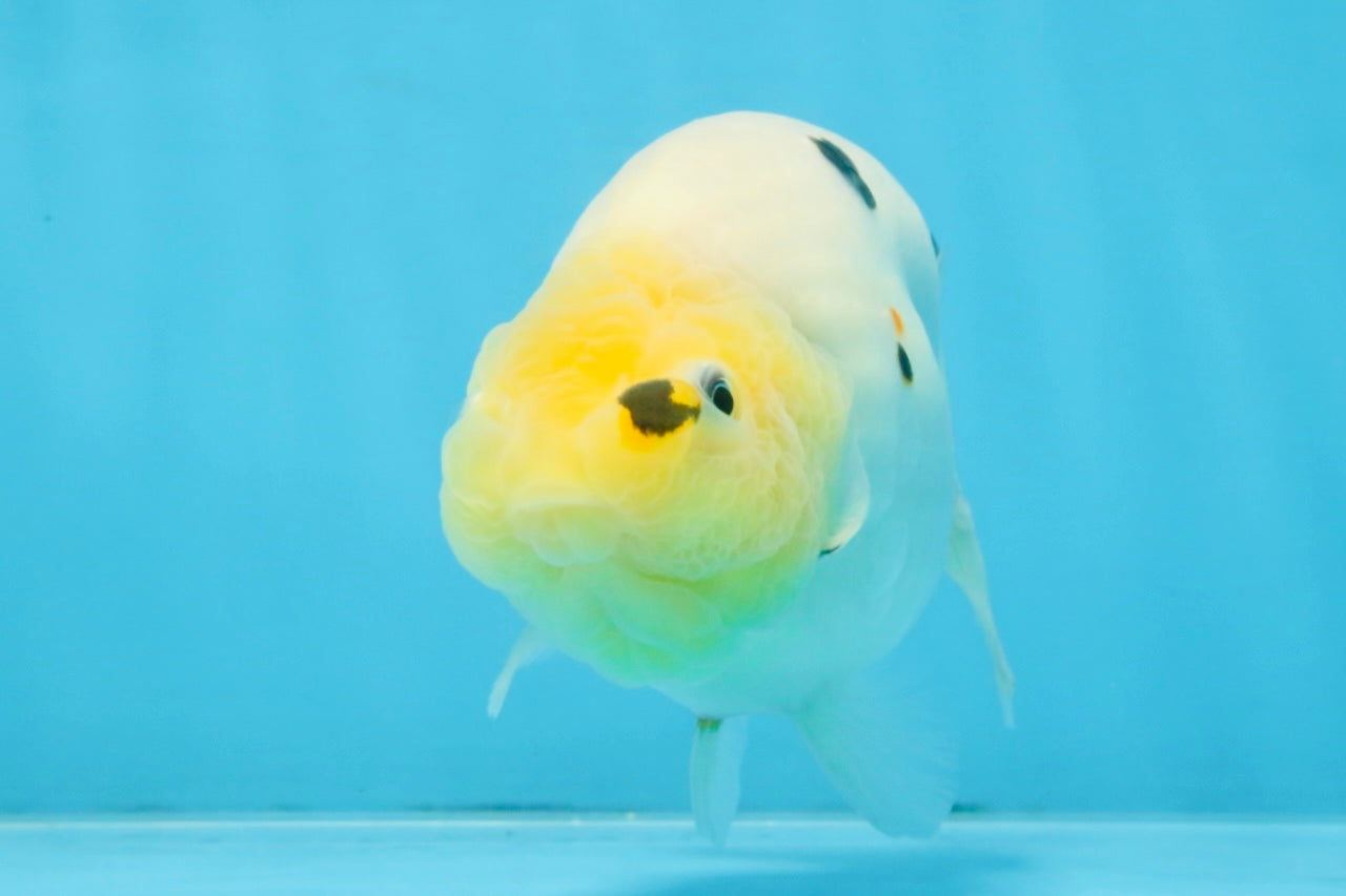 A Grade Cow Chinese Ranchu Female 5 inches #103125RC_09