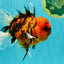 A Grade Tiger Oranda Male 5.5 inches #062626OR_26