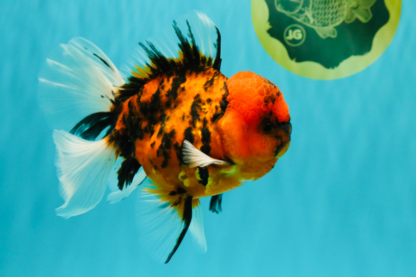 A Grade Tiger Oranda Male 5.5 inches #062626OR_26