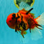 A Grade Tiger Oranda Female 7.5 inches #101626OR_16