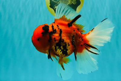 A Grade Tiger Oranda Female 7.5 inches #101626OR_16