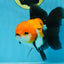 A Grade Tricolor Oranda Female 5.5-6 inches #111425OR_15