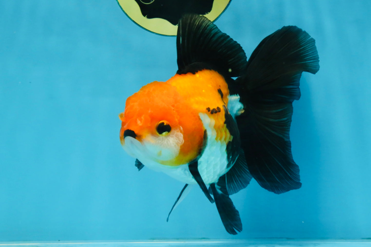 A Grade Tricolor Oranda Female 5.5-6 inches #111425OR_15