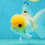 A Grade White Buttoned Eyes Oranda Male 4.5-5 inches #042525OR_09