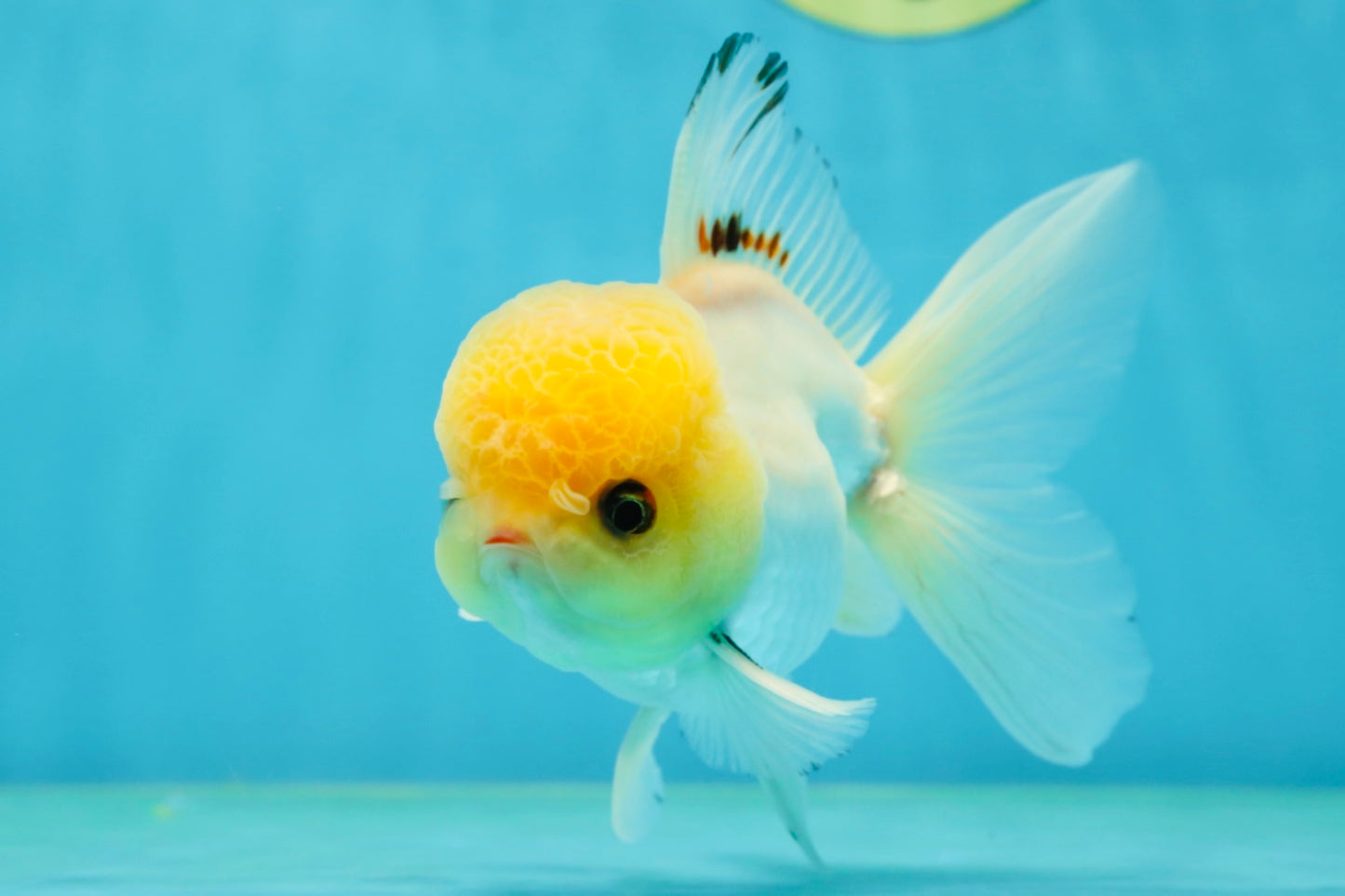 A Grade White Buttoned Eyes Oranda Male 4.5-5 inches #042525OR_09