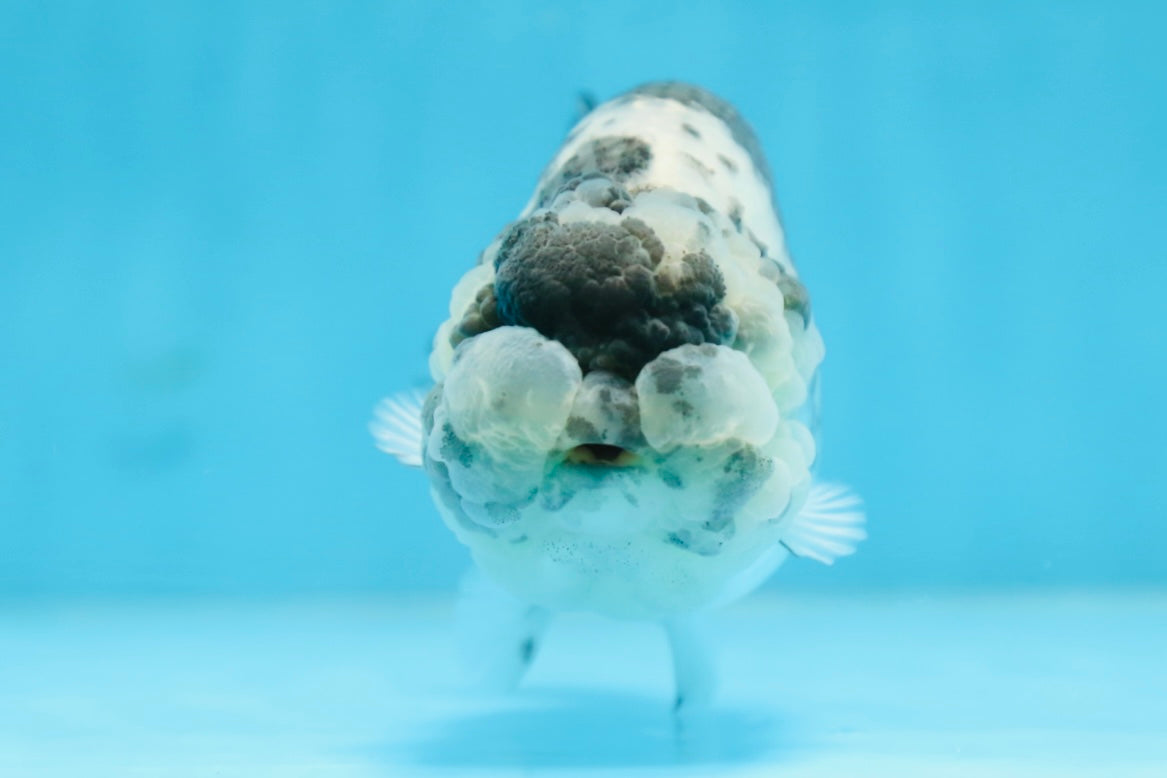 AAA Grade UNIQUE White Tiger LionQueen 4.5-5 inches #090525LC_03