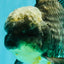AAA Grade Kirin Jade Head Oranda Male 6 inches #070626OR_20