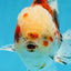 A Grade Young Godzilla Sakura Oranda Male 5.5 inches #080825OR_18