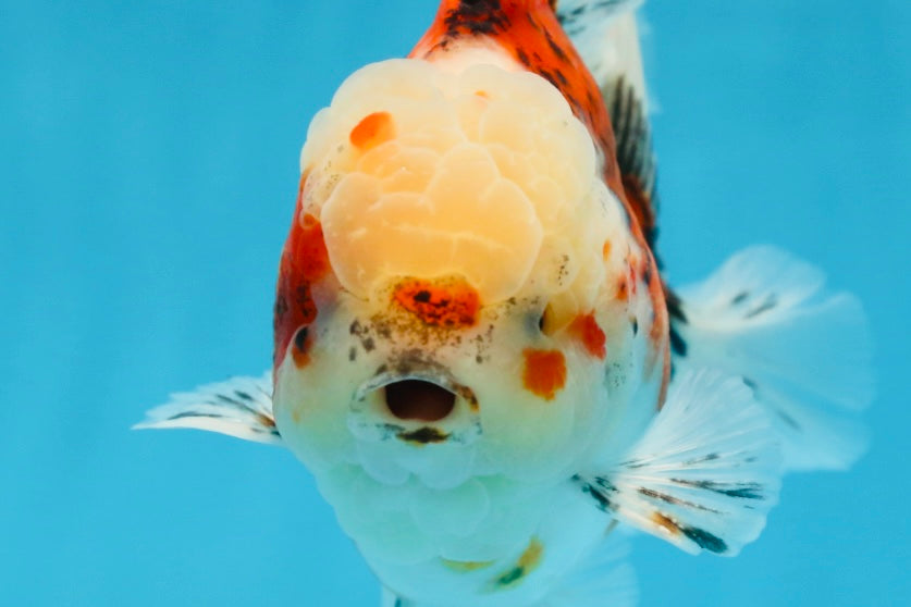 A Grade Young Godzilla Sakura Oranda Male 5.5 inches #080825OR_18