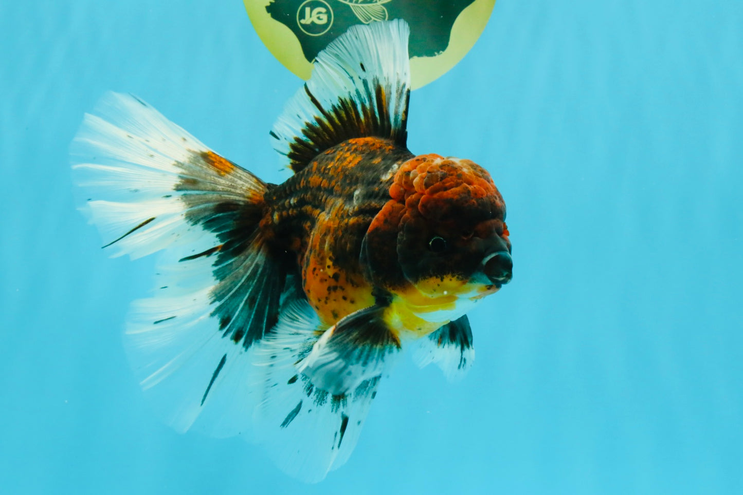 AAA Grade Dark Kirin Long Tail Oranda Male 6.5-7 inches #022726OR_09