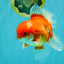 A Grade Red White Oranda Male 6 inches #081426OR_11