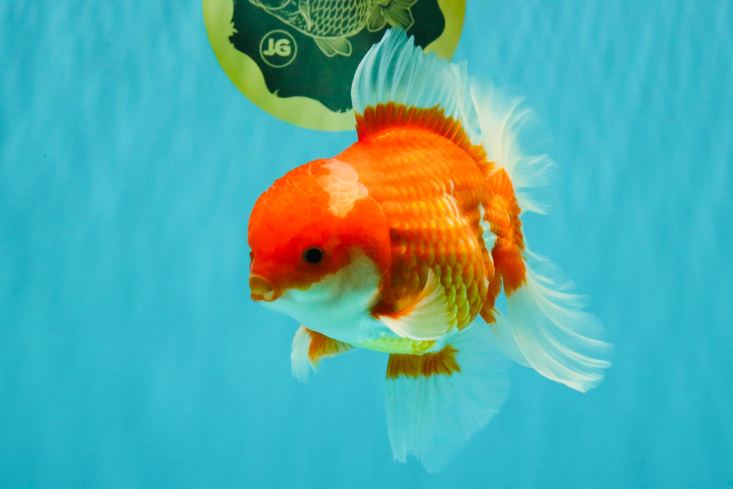 A Grade Red White Oranda Male 6 inches #081426OR_11
