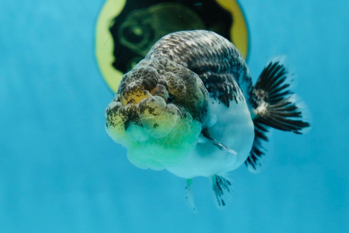 A Grade Beautiful Kirin Female LionQueen 4 inches #060625LC_03