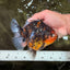A Grade Tiger Oranda Female 5.5 inches #090426OR_07