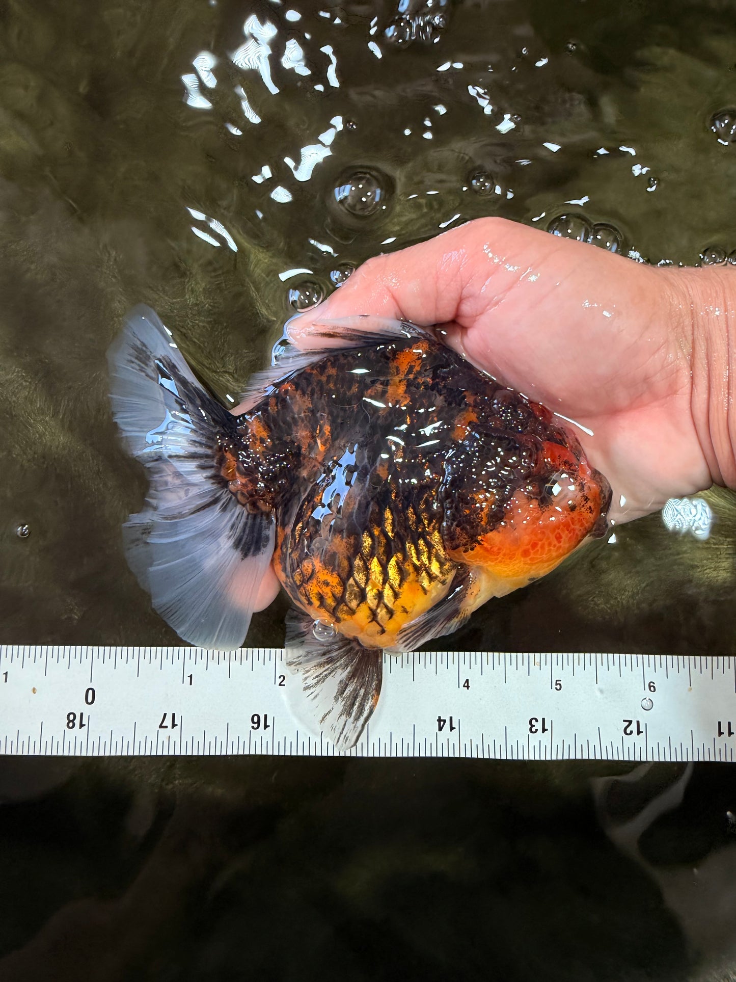 A Grade Tiger Oranda Female 5.5 inches #090426OR_07
