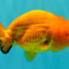 Red Lionchu Female 4.5-5 Inches #100226LC_17