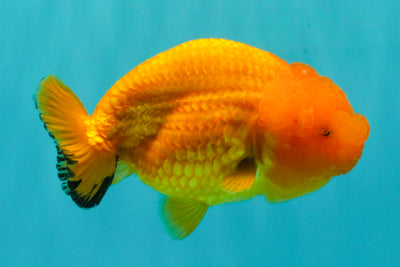 Red Lionchu Female 4.5-5 Inches #100226LC_17