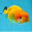 Orange Lionchu Female 3.5 inches #0920LC_15