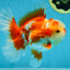 SHOW GRADE Won Runner 2nd Red White Oranda Male 5.5 inches Trophy Included #062025OR_01