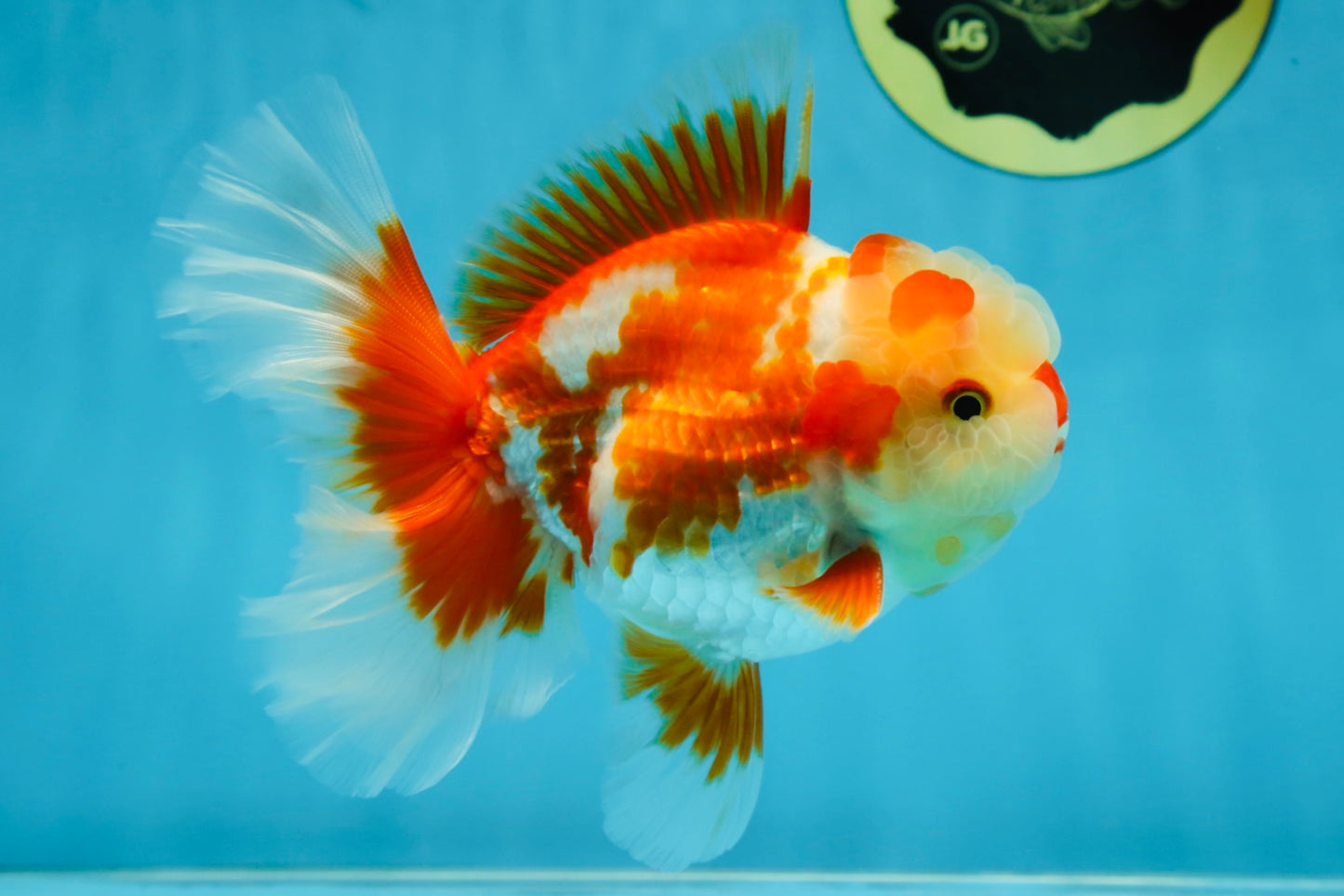 SHOW GRADE Won Runner 2nd Red White Oranda Male 5.5 inches Trophy Included #062025OR_01