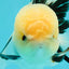 A Grade Gorgeous Lemonhead Oranda Male 5 inches #110824OR_17