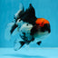 A Grade Tricolor Oranda Male 5-5.5 inches #0830OR_15