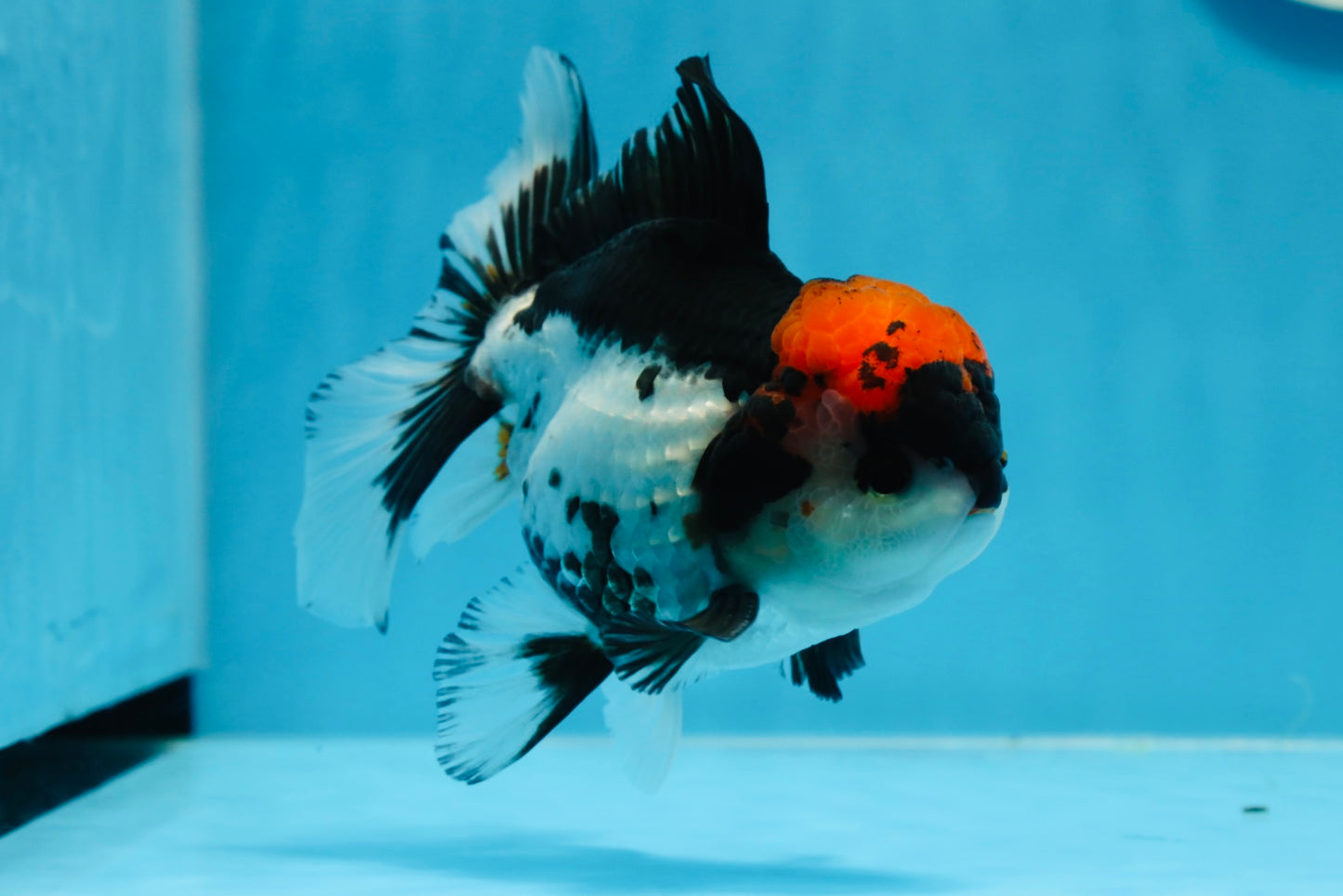 A Grade Tricolor Oranda Male 5-5.5 inches #0830OR_15