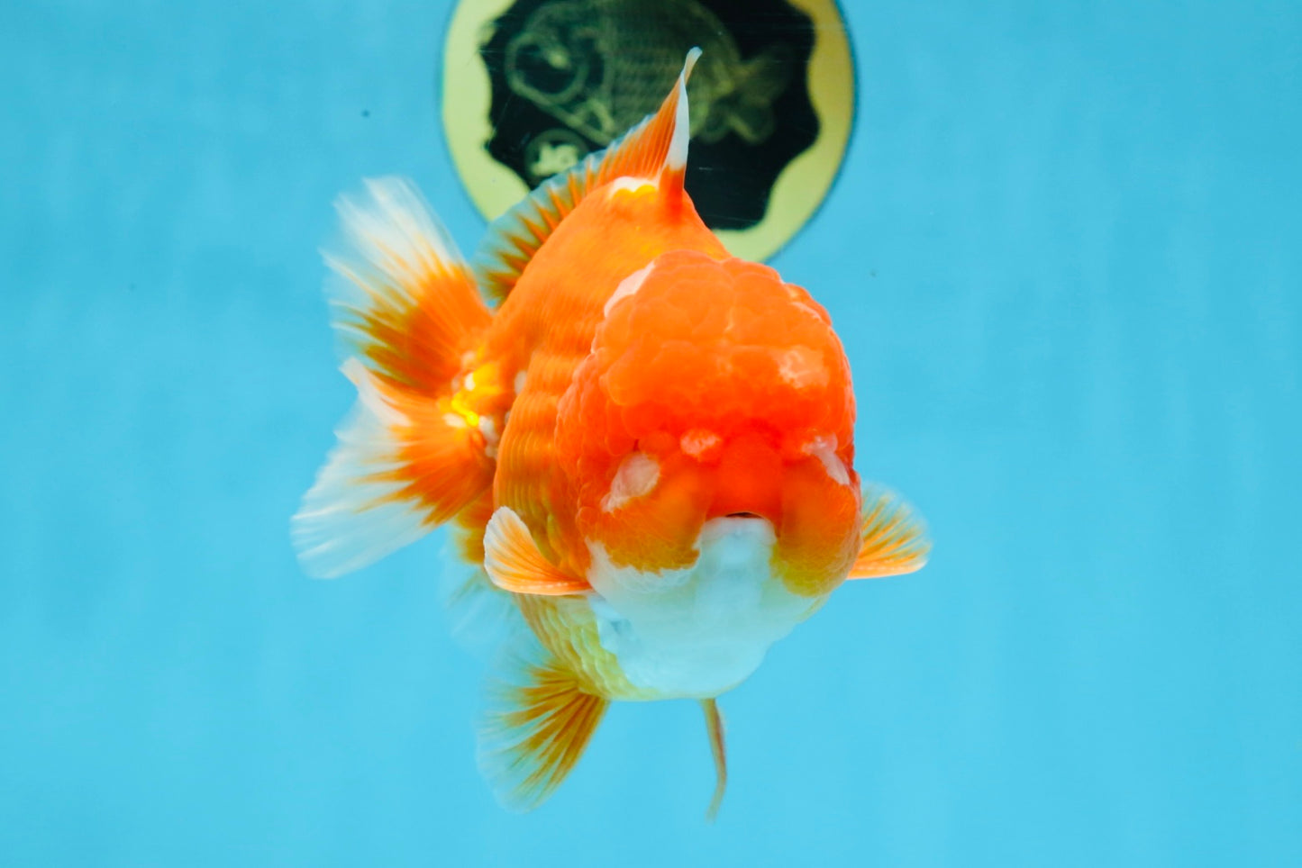 SHOW GRADE Godzilla Red White Yuanbao Male 5-5.5 inches #101725YB_999