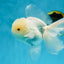 AAA Grade Snow White Oranda Male 5.5-6 inches #062725OR_20