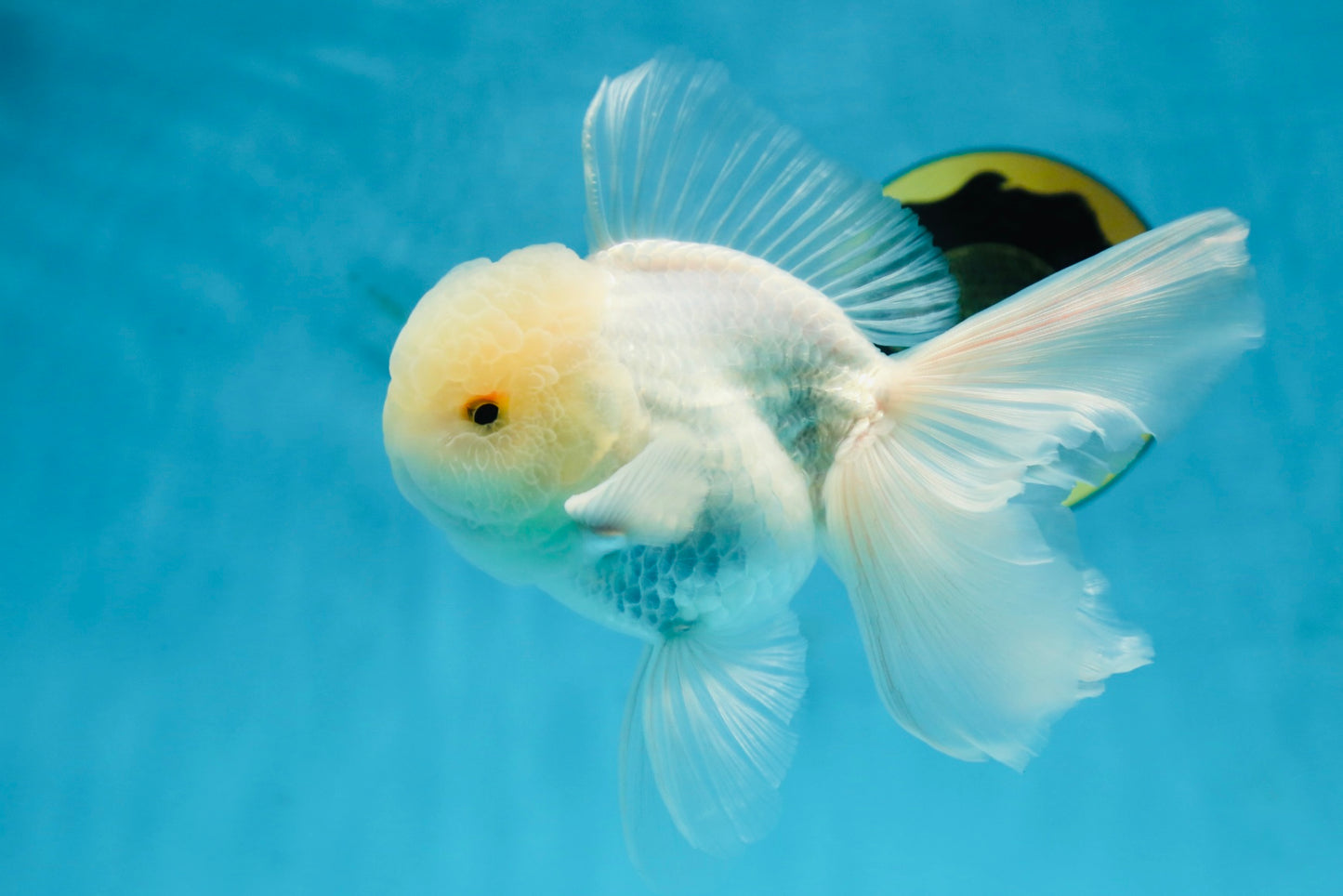 AAA Grade Snow White Oranda Male 5.5-6 inches #062725OR_20