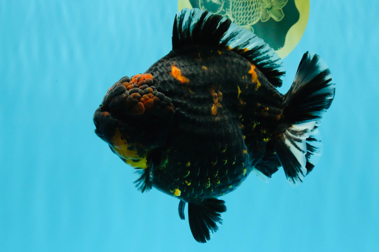 SUPER AAA Grade Godzilla Tiger Yuanbao Male 6 inches #022026YB_02