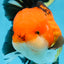 NEMO AAA Grade Apache Oranda Male 6.5 inches  #082225OR_09