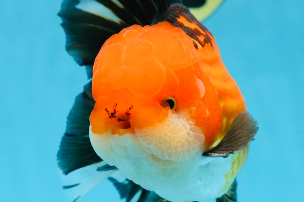 NEMO AAA Grade Apache Oranda Male 6.5 inches  #082225OR_09