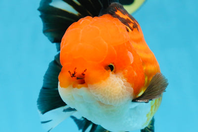 NEMO AAA Grade Apache Oranda Male 6.5 inches  #082225OR_09