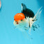 A Grade Cherry Head Tricolor Oranda Female 5-5.5 inches #0614OR_20