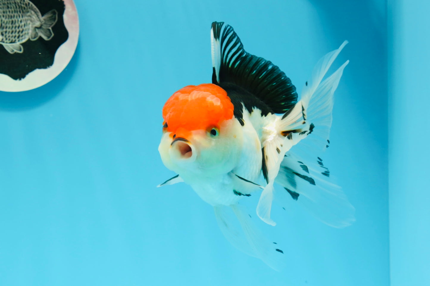 A Grade Cherry Head Tricolor Oranda Female 5-5.5 inches #0614OR_20