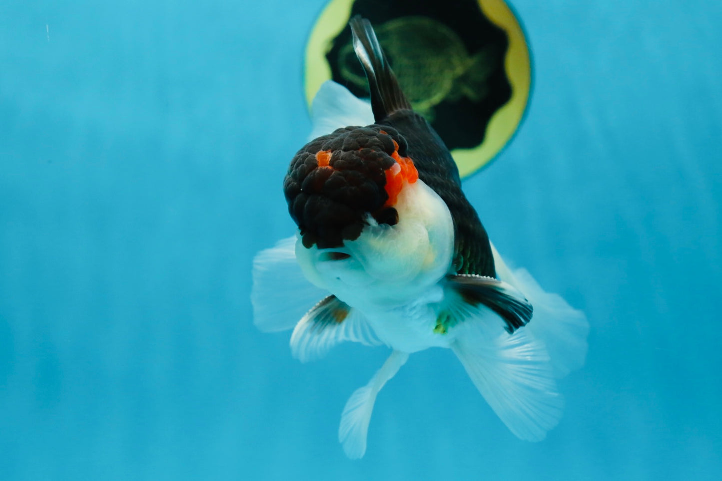 AAA Grade Tricolor  Button Eyes Oranda Male 4.5-5 inches #053025OR_21