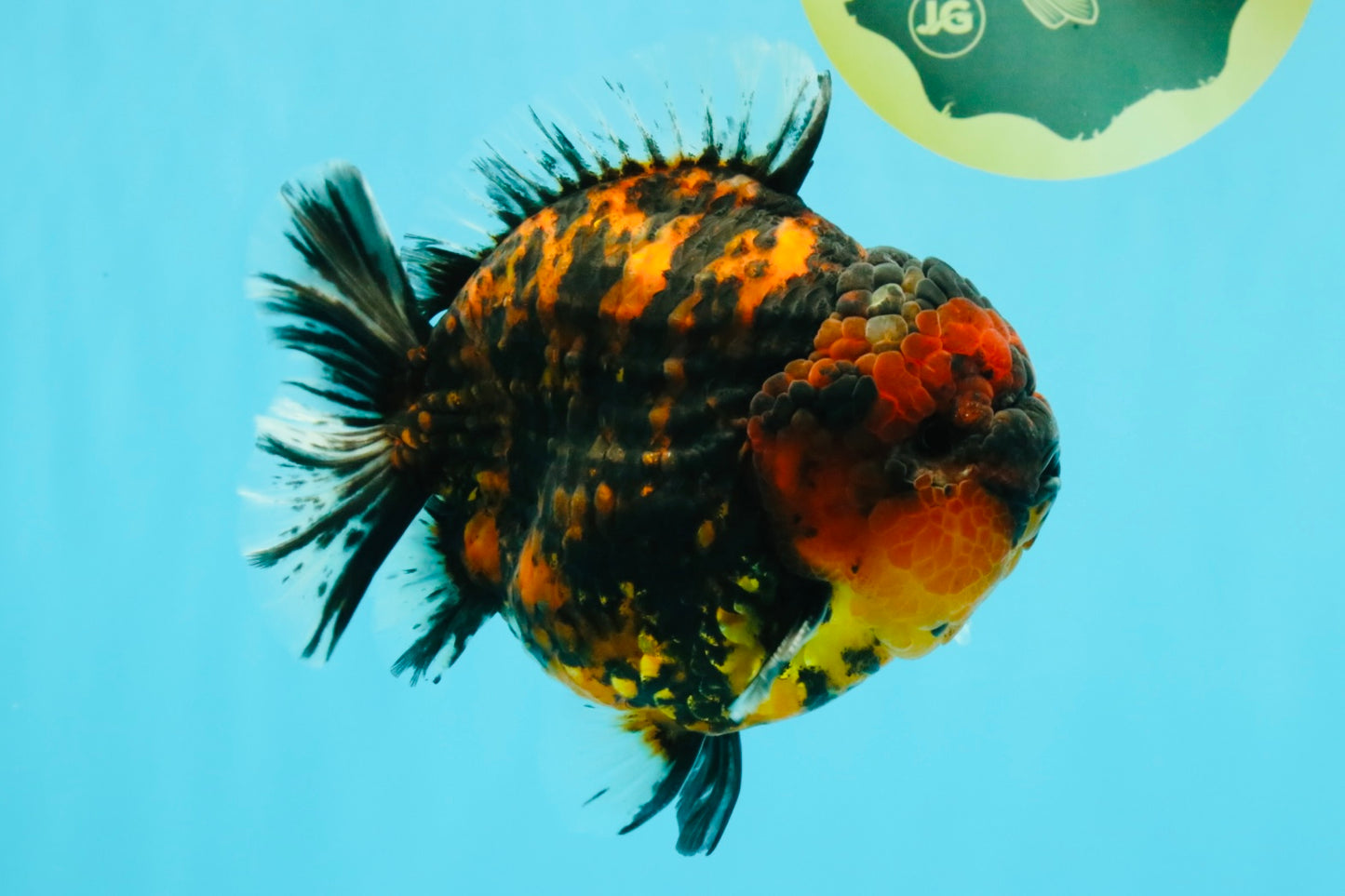 AAA Grade Godzilla Tiger Yuanbao Male 5.5-6 inches #032026YB_21