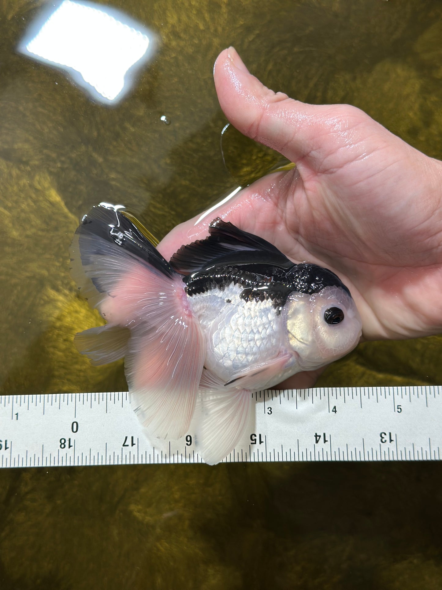 A Grade Nugget SO CUTE Panda Button Eyes Oranda Male 4.5 inches #010325OR_15