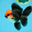 MUSTACHE A Grade Tricolor Oranda Male 5-5.5 inches #032726OR_11