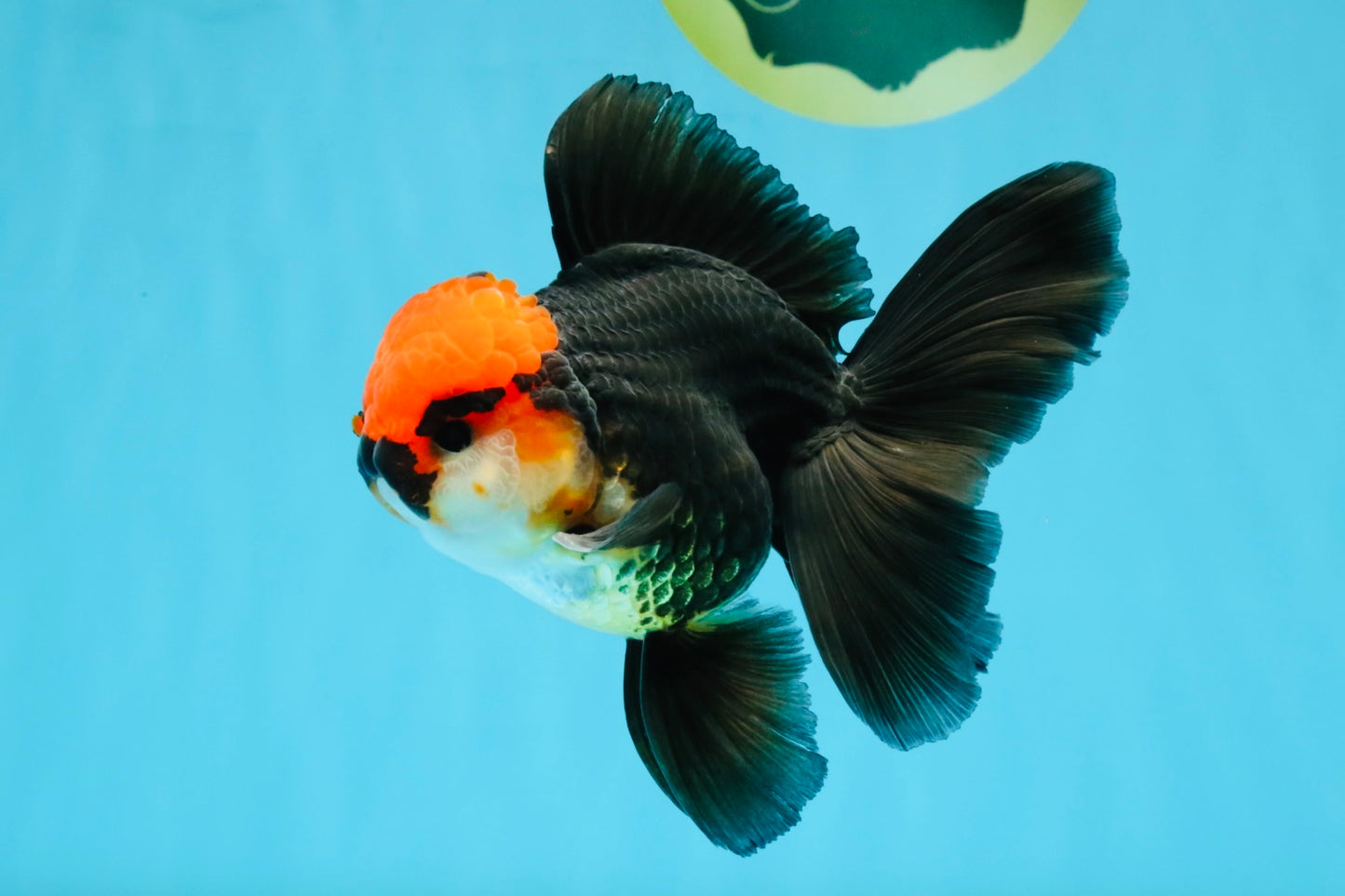 MUSTACHE A Grade Tricolor Oranda Male 5-5.5 inches #032726OR_11