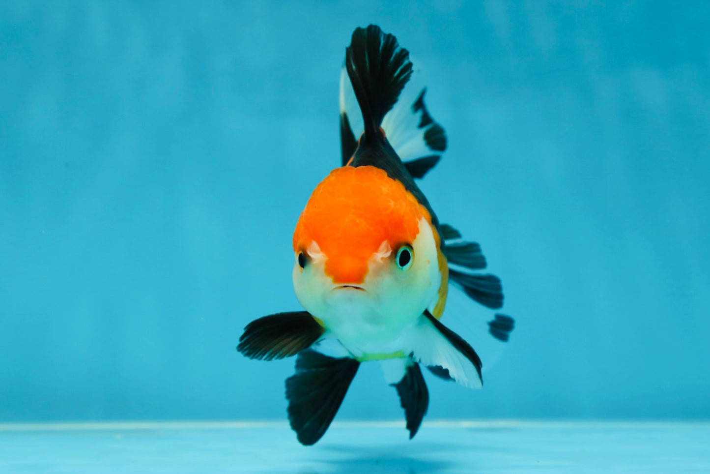 A Grade Tricolor Oranda Female 4.5-5 inches #050225OR_04