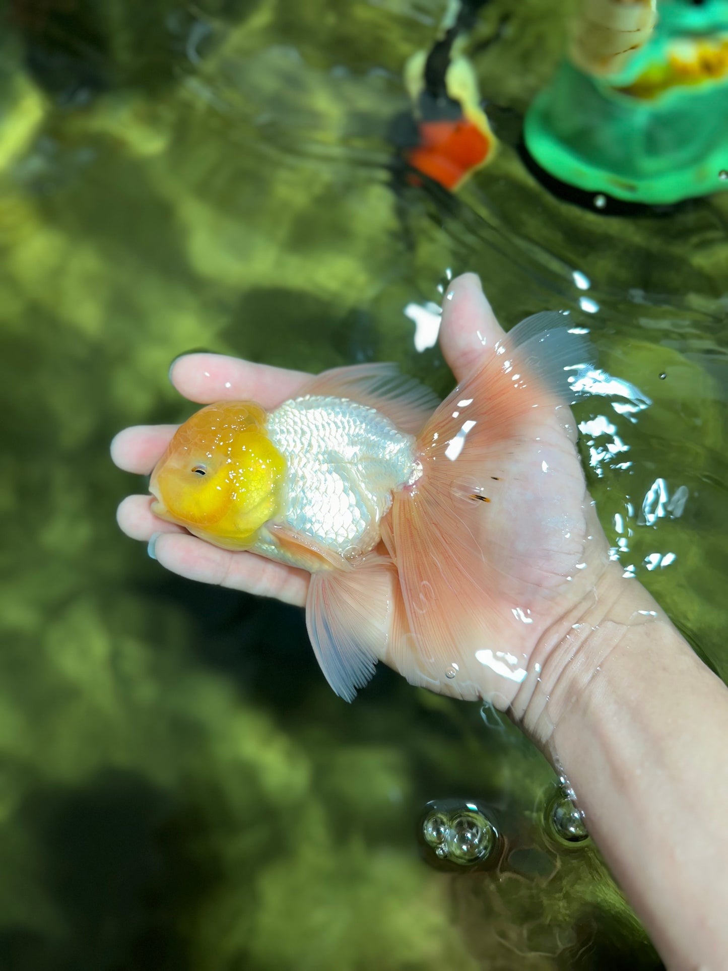 A Grade Fluffy White Oranda Male 5.5 inches #041825OR_10