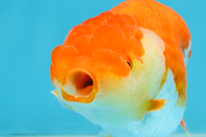 A Grade Red White LionQueen 4 inches #112125LC_06