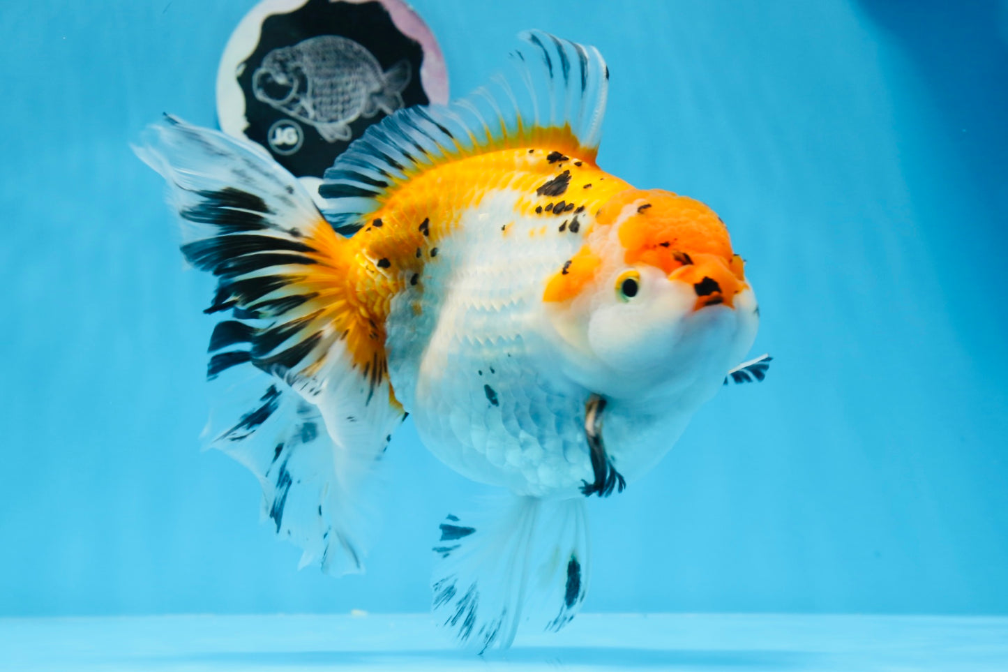 A Grade Big Size Tricolor Oranda Female 7.5 inches #0706OR_09