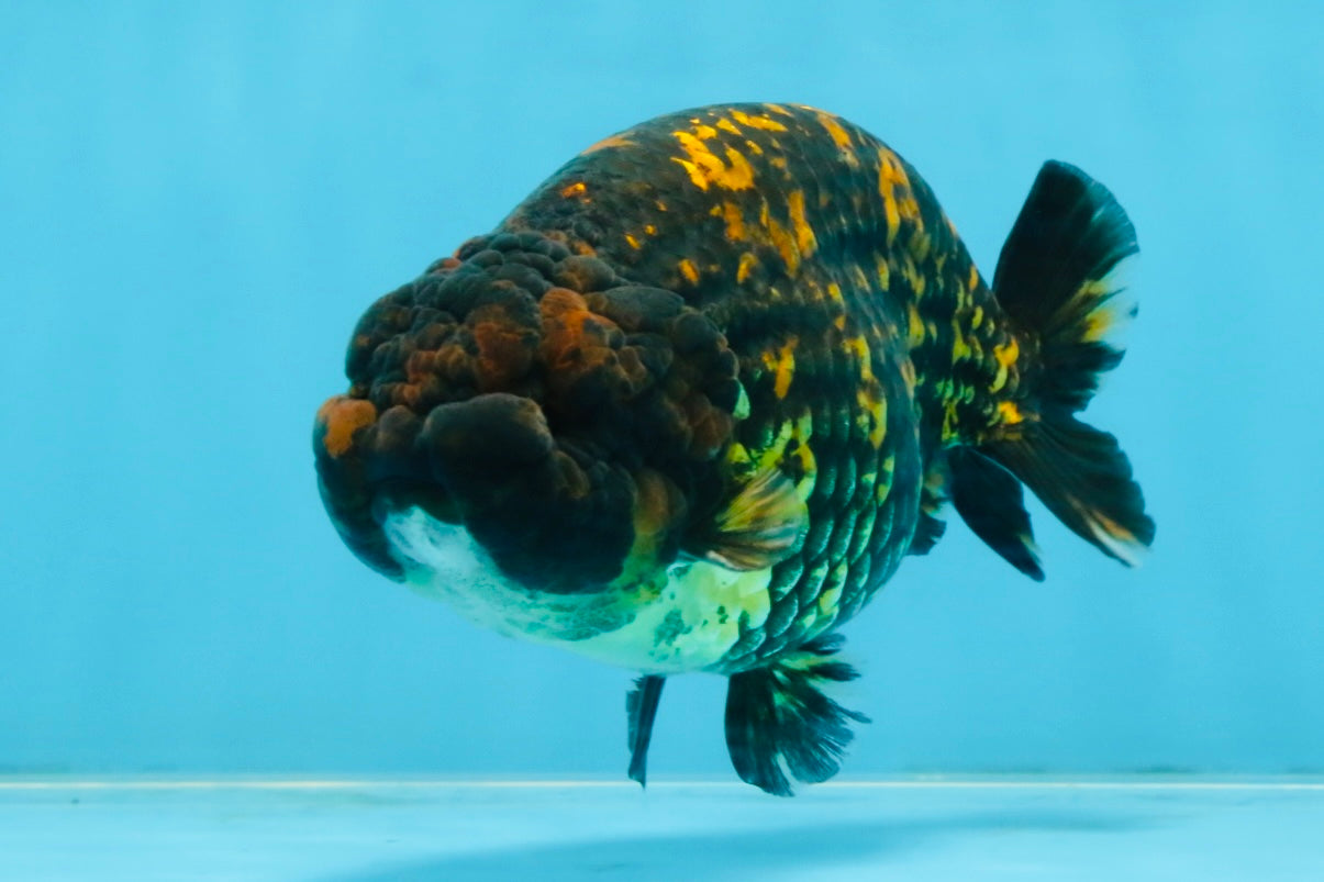 A Grade Tiger LionKing 4.5-5 inches #110725LC_17