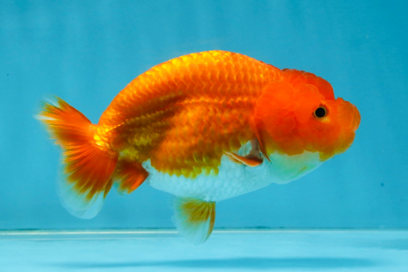 CHUBBY A Grade Red White LionQueen 4.5 inches #120525LC_14