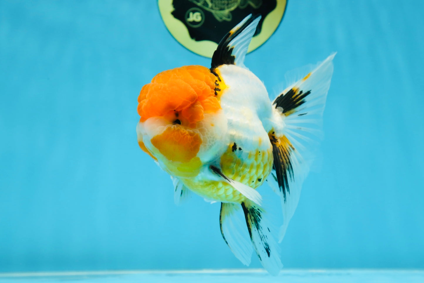 Tricolor Oranda Female 5-5.5 inches #070425OR_20