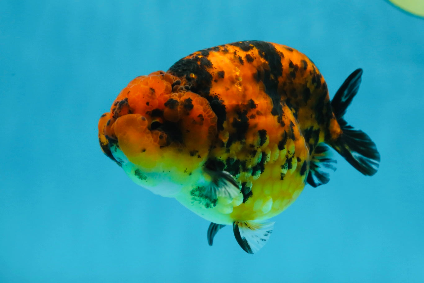 AAA Grade Tiger LionKing 4-4.5  inches #053025LC_10